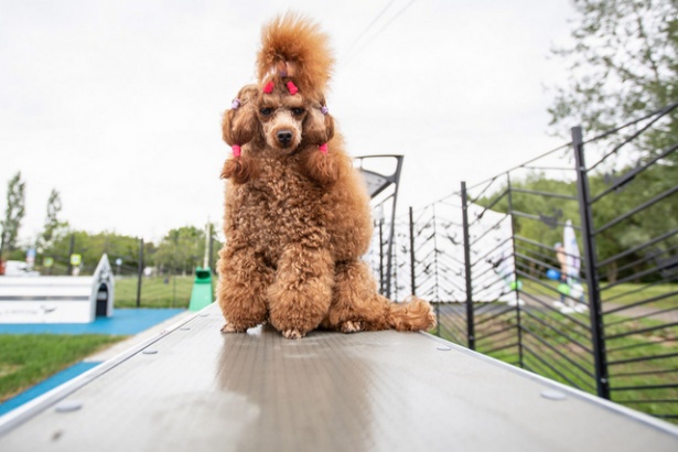 ������� ������� � ������� ������������ ���� �������� �� mos.ru